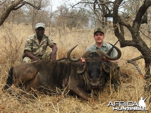 Blue Wildebeest 32"