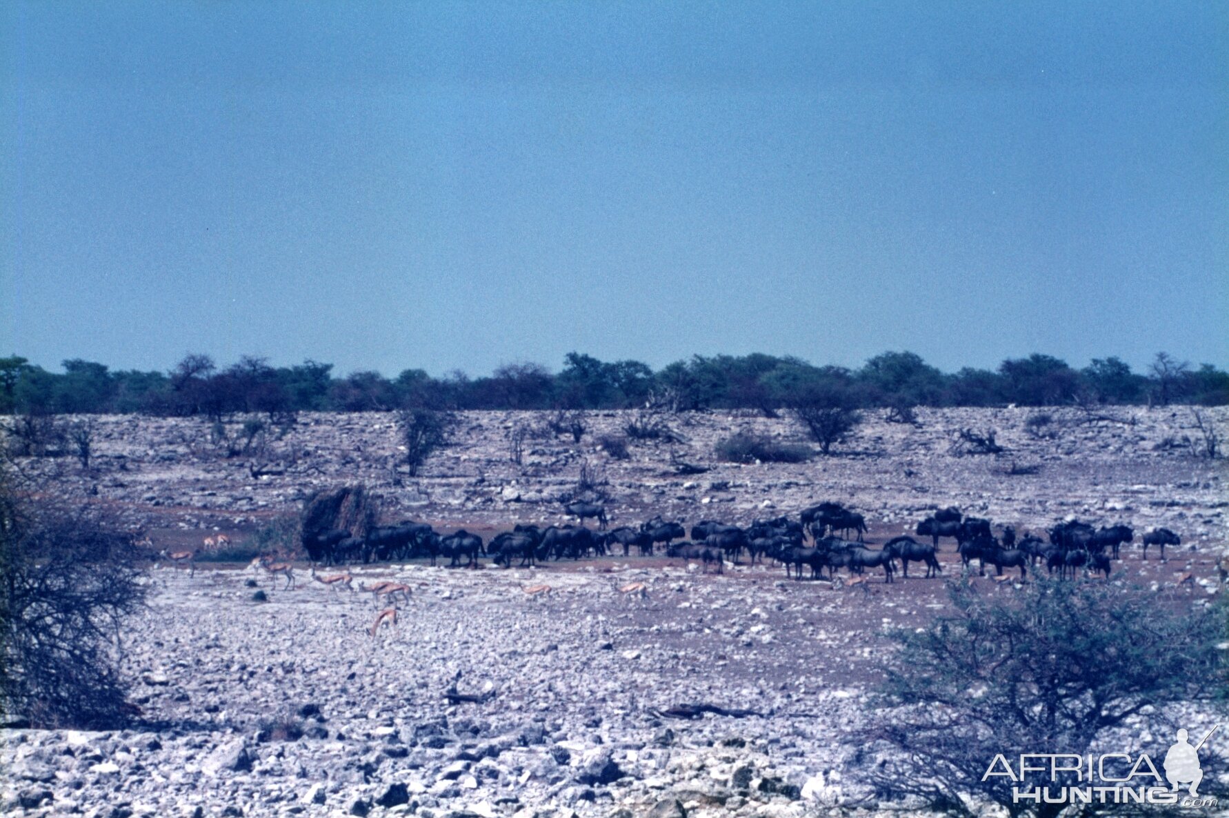 Blue Wildebeest at Etosha National Park in Namibia