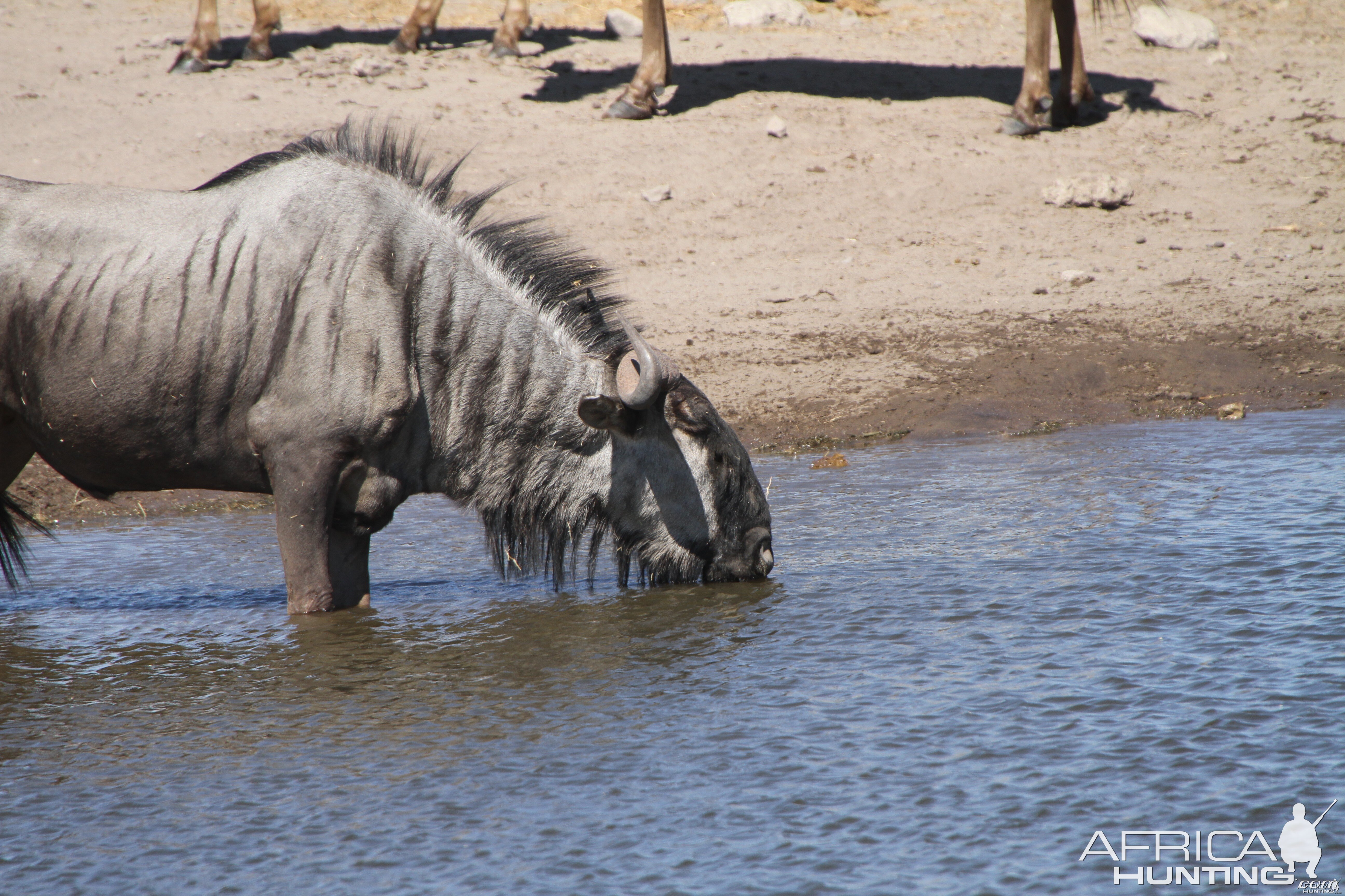 Blue Wildebeest at Etosha National Park National Park