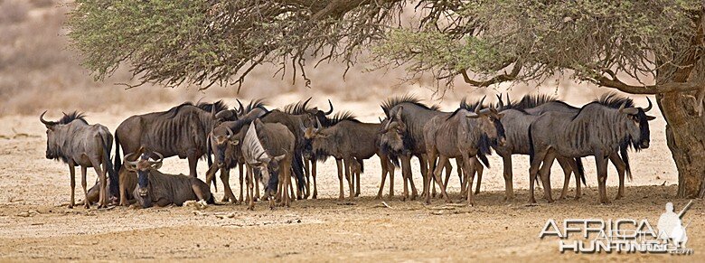 Blue Wildebeest at Kruger National Park