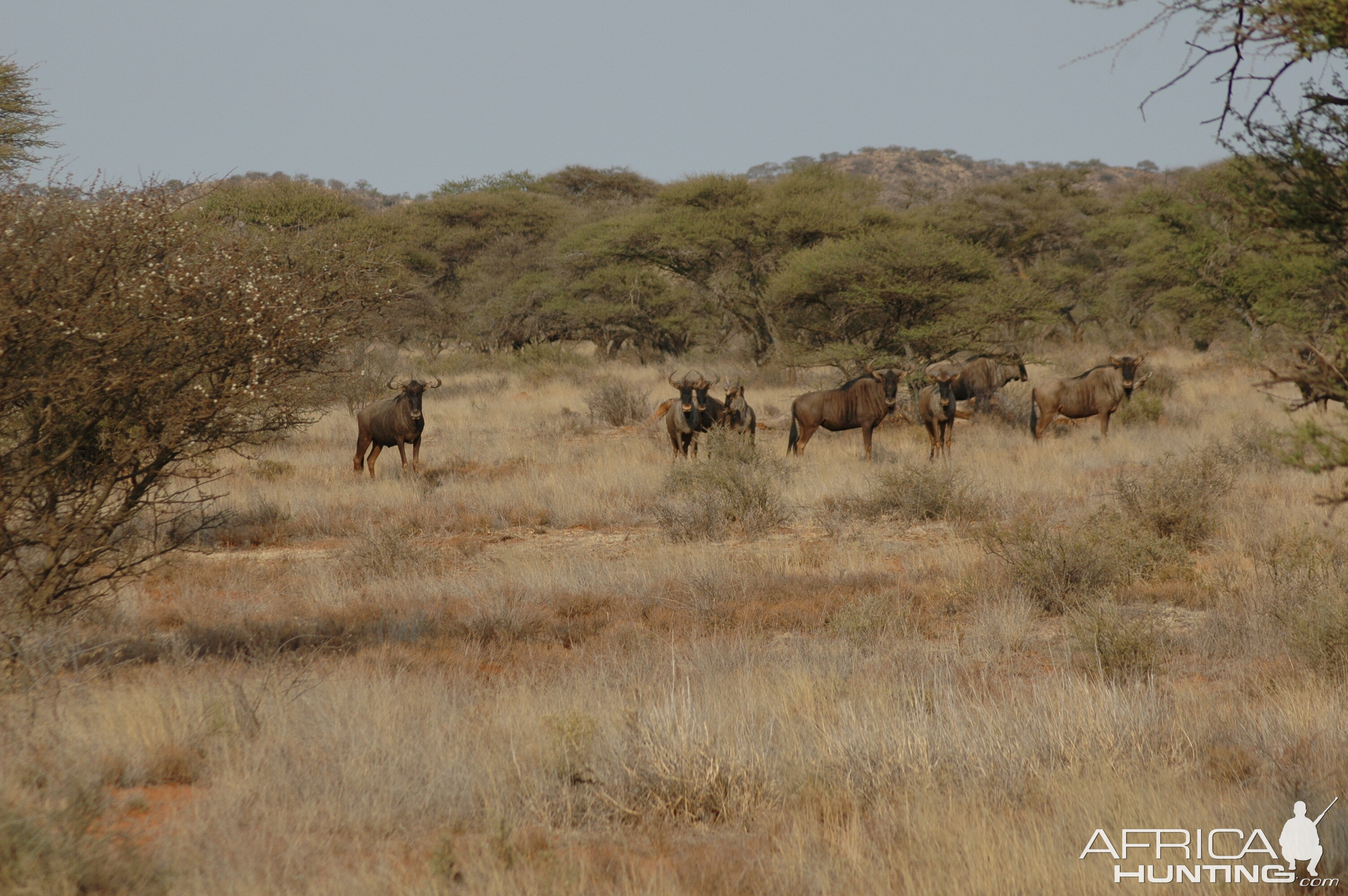 Blue Wildebeest at Wintershoek