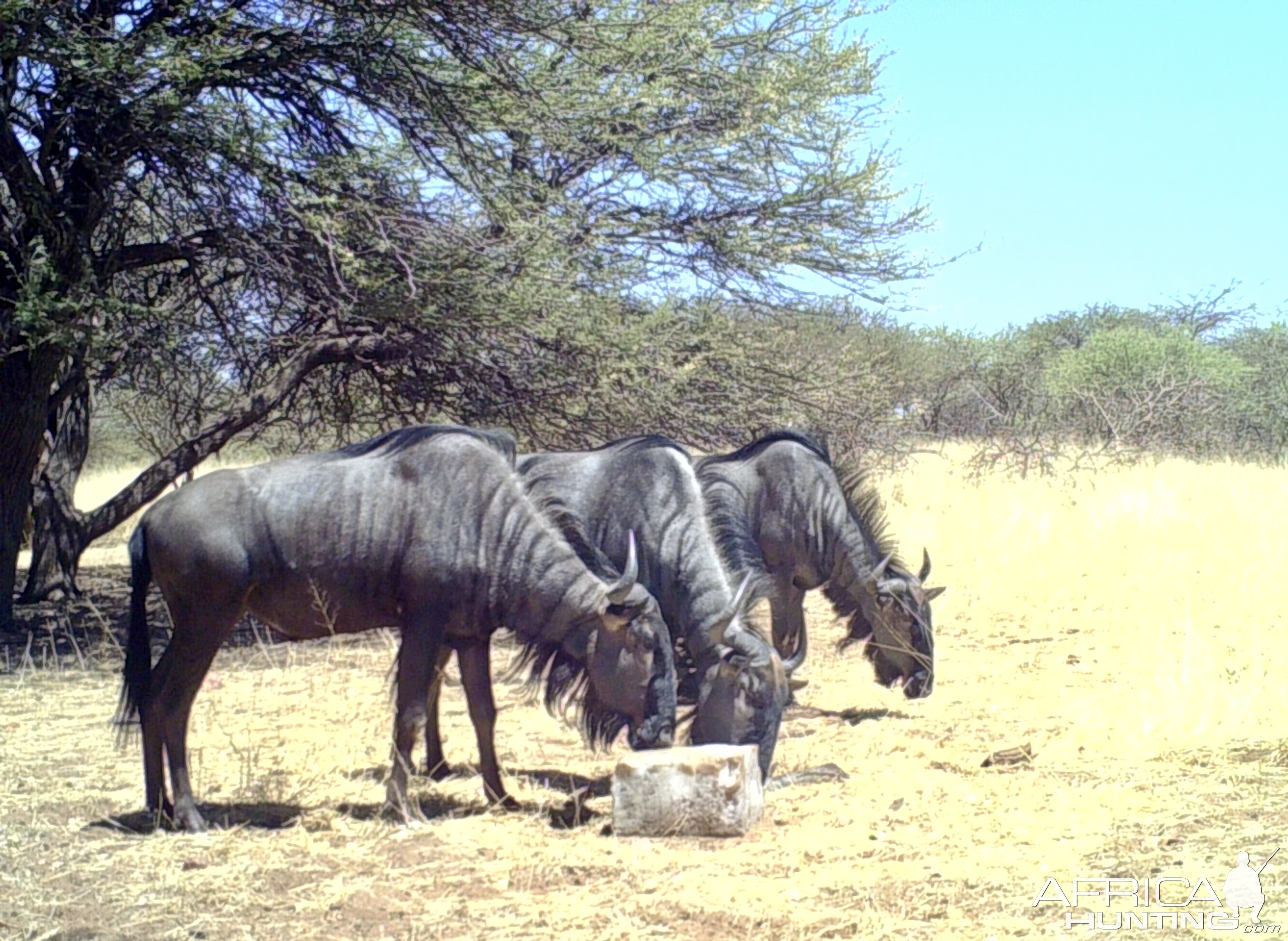 Blue Wildebeest At Zana Botes Safari