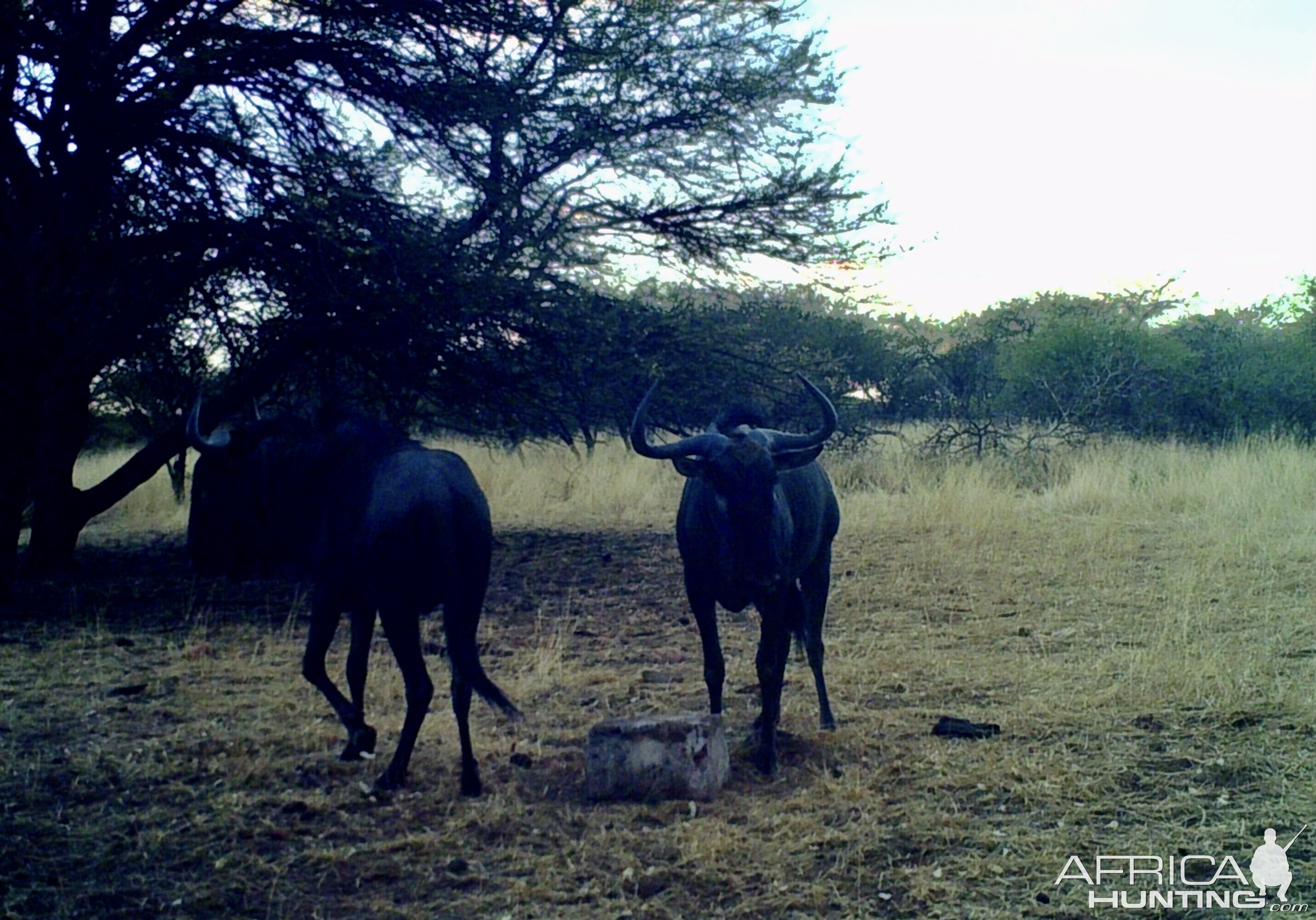 Blue Wildebeest At Zana Botes Safari