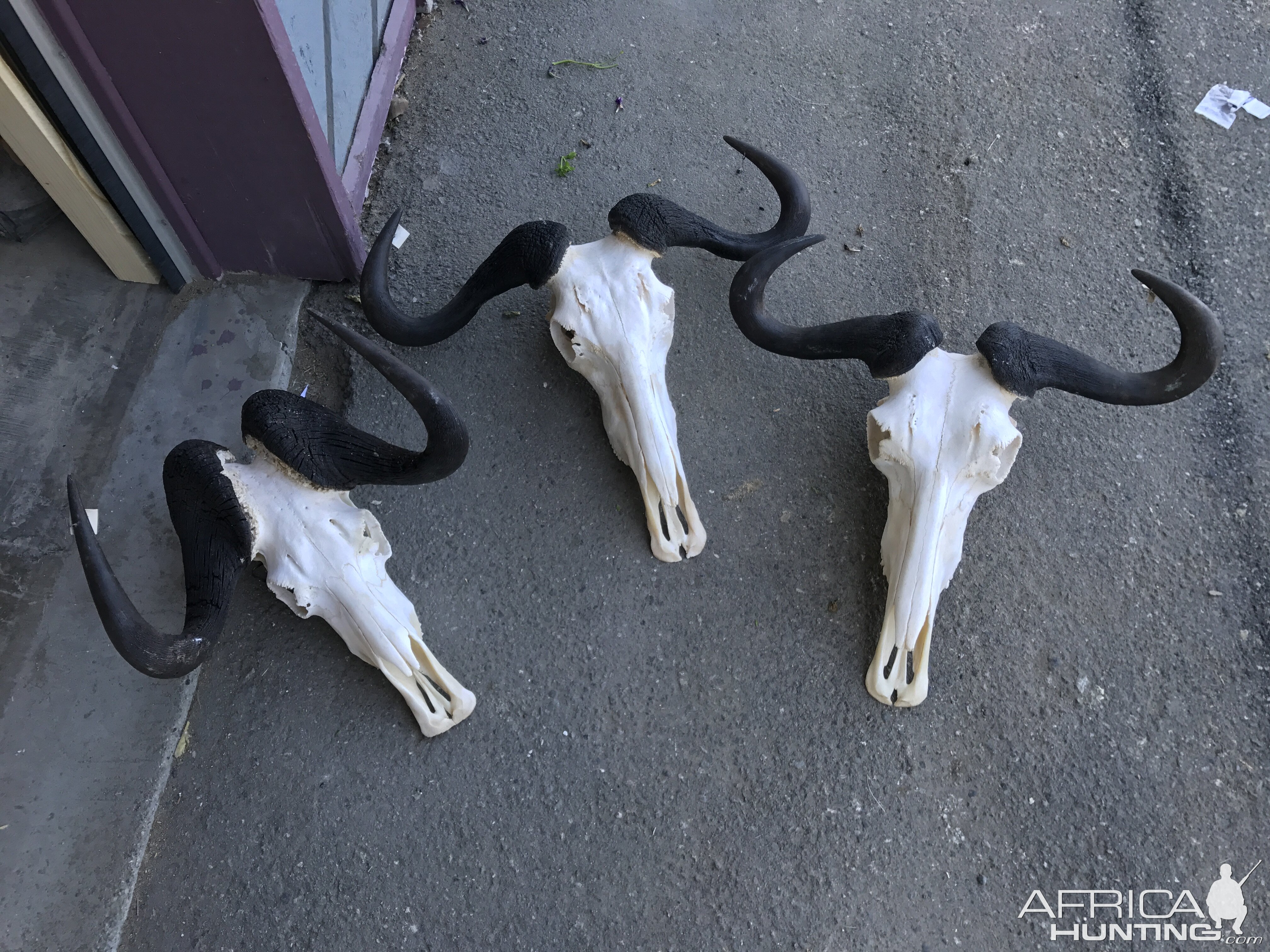 Blue Wildebeest & Black Wildebeest European Skull Mount Taxidermy