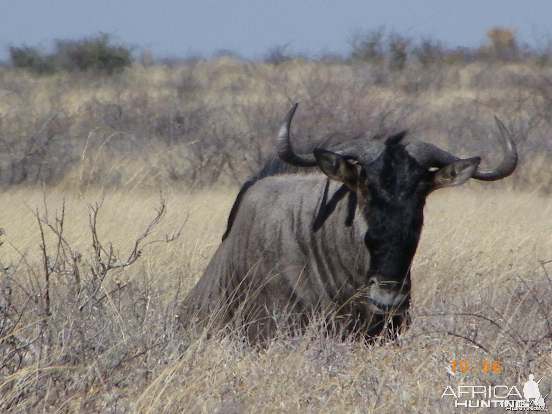 Blue Wildebeest, Botswana