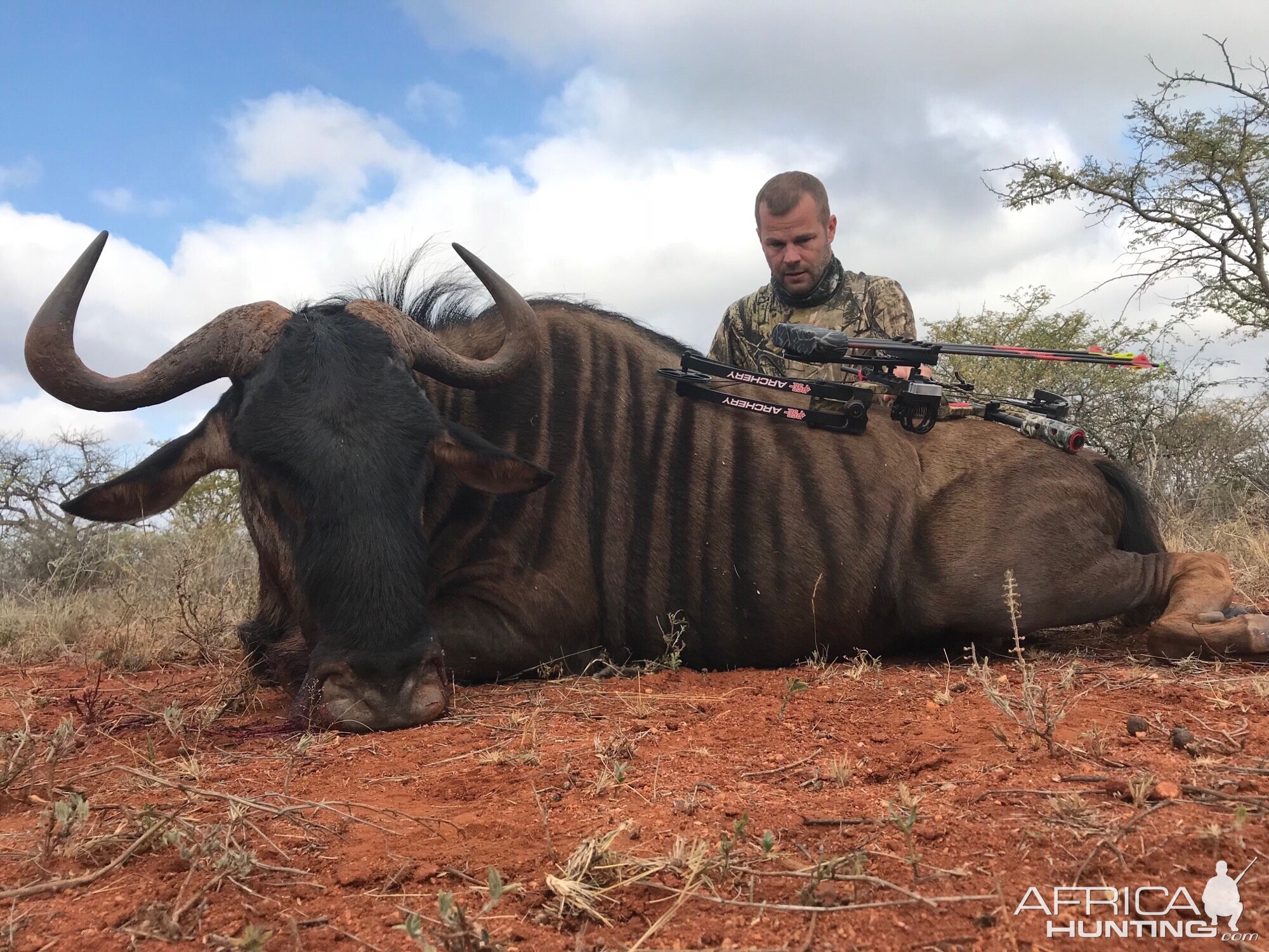 Blue Wildebeest Bow Hunt in South Africa