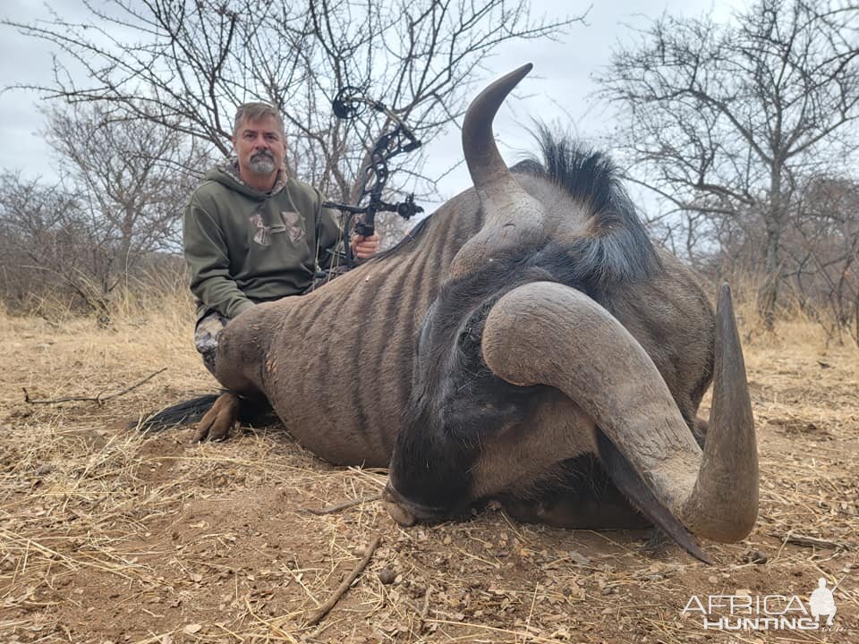 Blue Wildebeest Bow Hunt South Africa