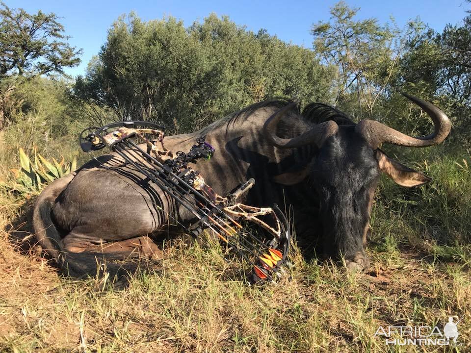 Blue Wildebeest Bow Hunting in South Africa