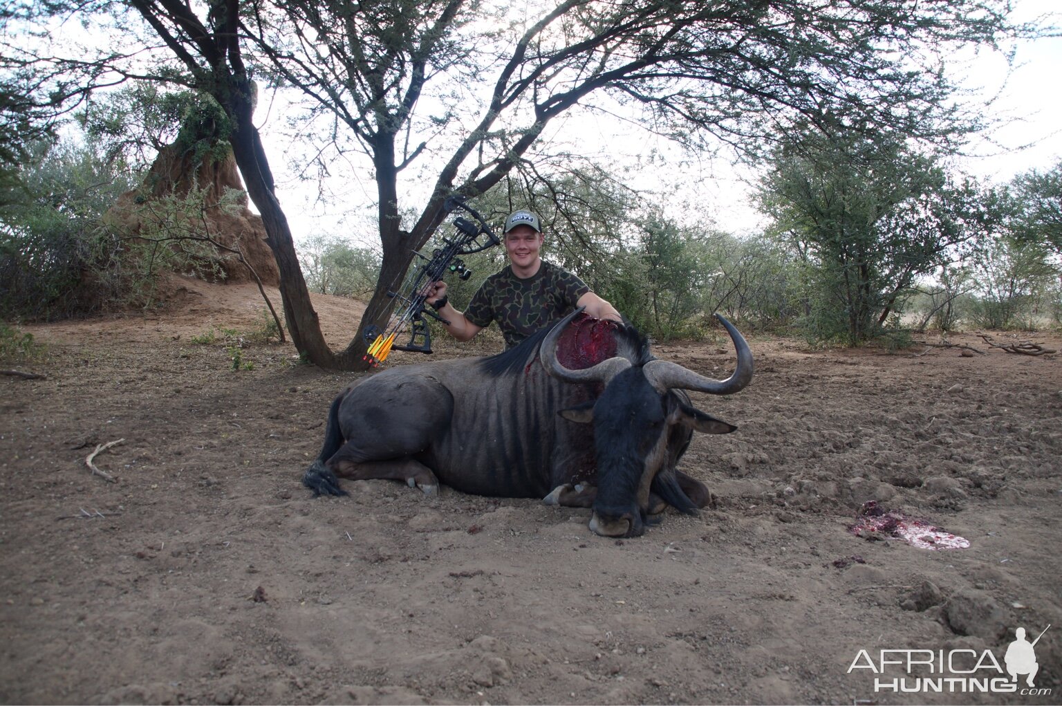 Blue Wildebeest Bow Hunting in South Africa