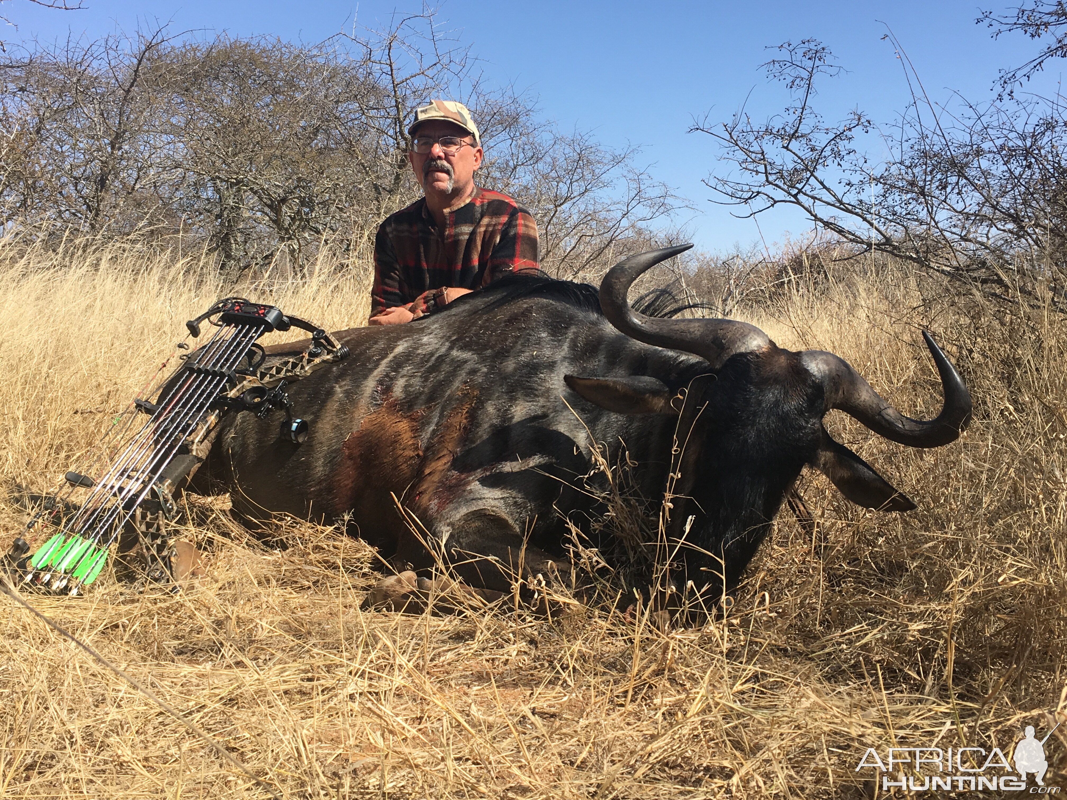 Blue Wildebeest Bow Hunting in South Africa