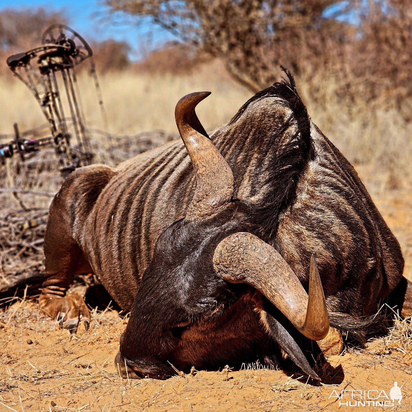 Blue Wildebeest Bow Hunting Kalahari South Africa