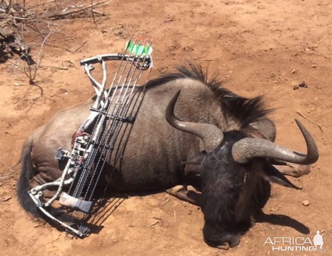 Blue Wildebeest Bow Hunting Limpopo South Africa