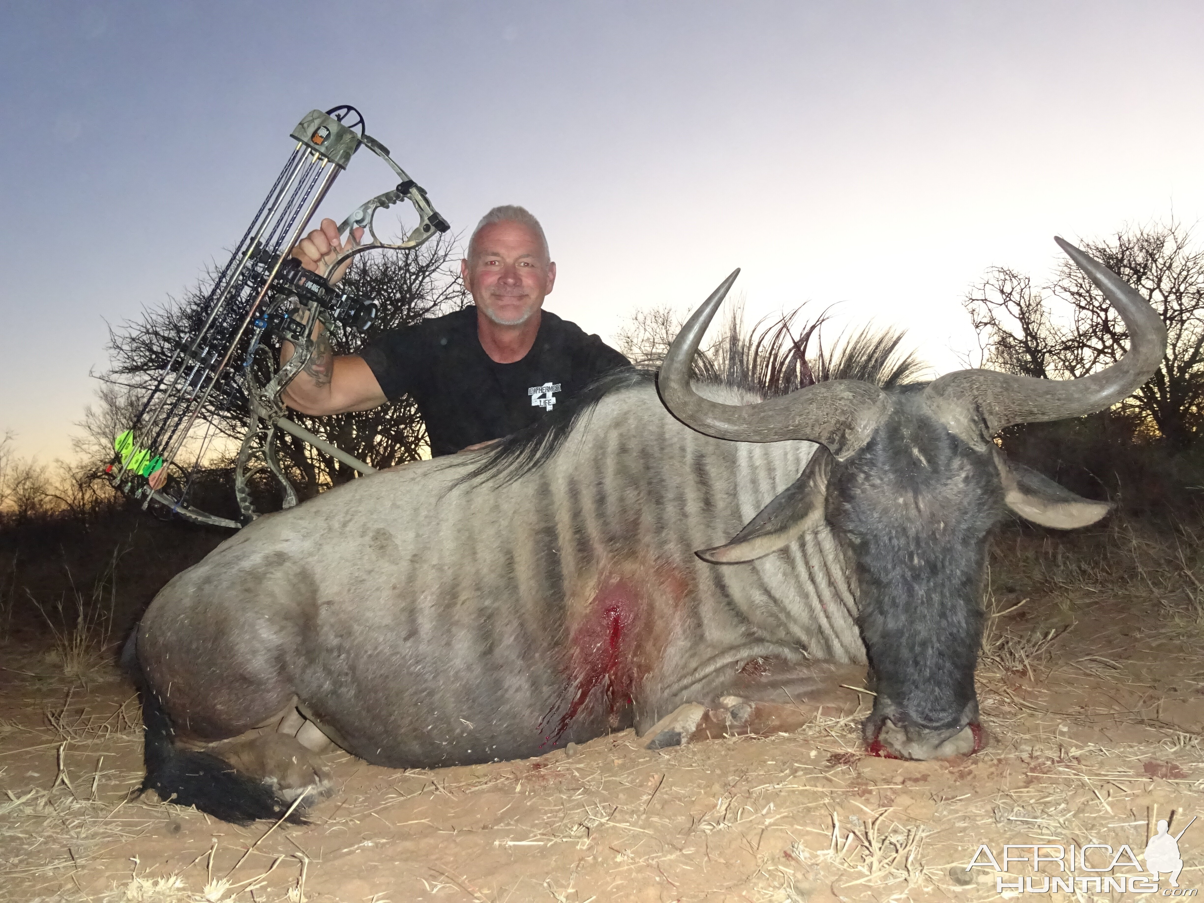 Blue Wildebeest Bow Hunting South Africa