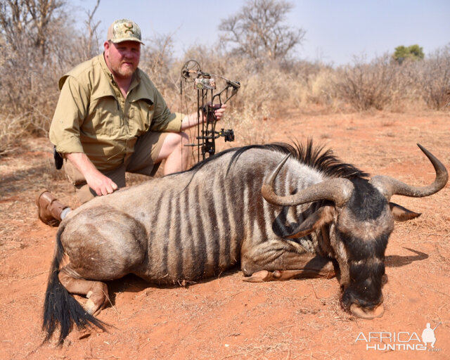 Blue Wildebeest Bow Hunting South Africa