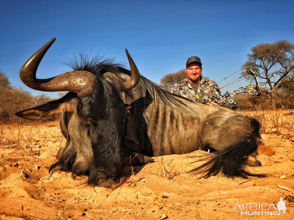 Blue Wildebeest Bow Hunting South Africa