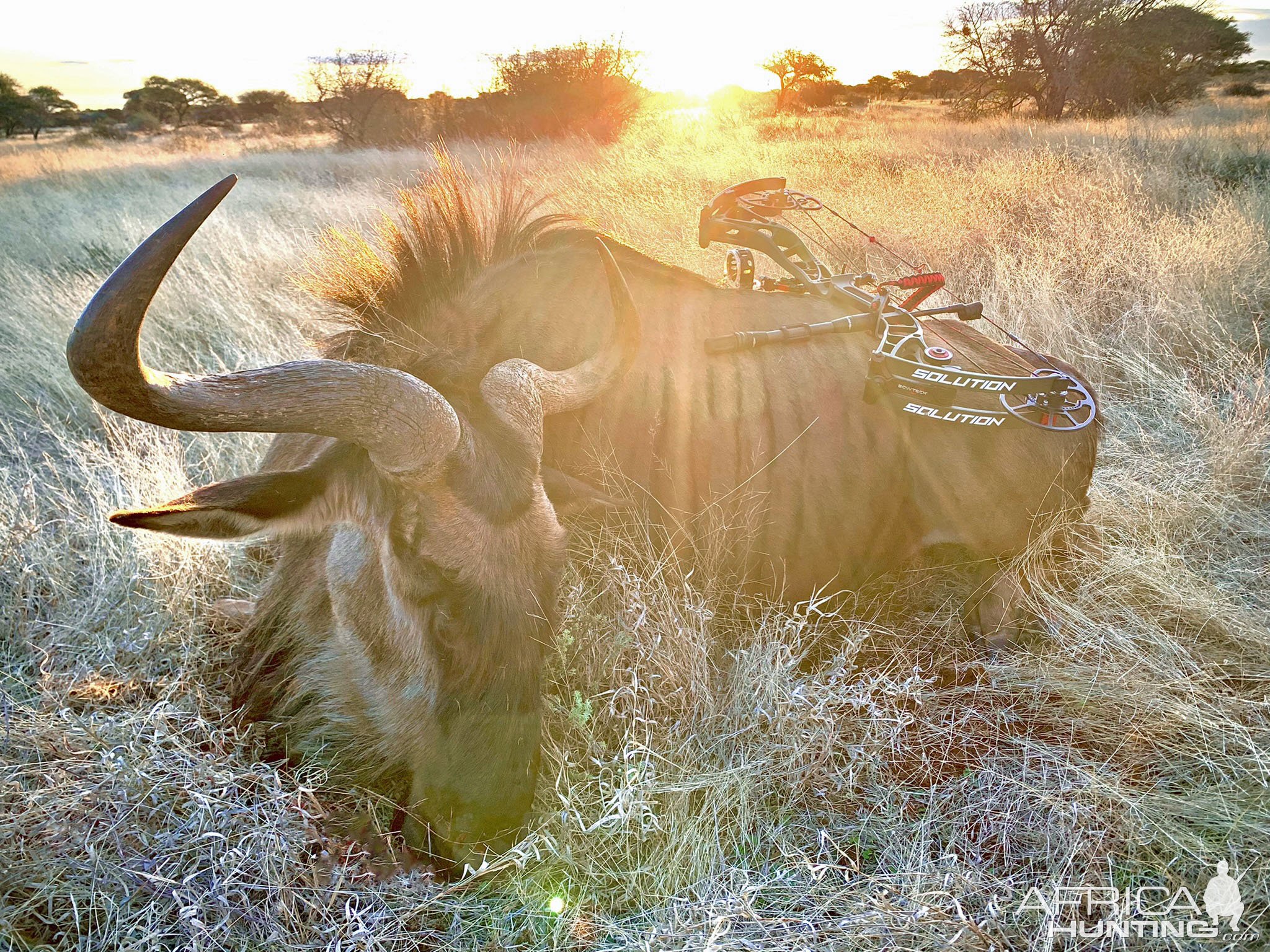 Blue Wildebeest Bull Bow Hunting South Africa