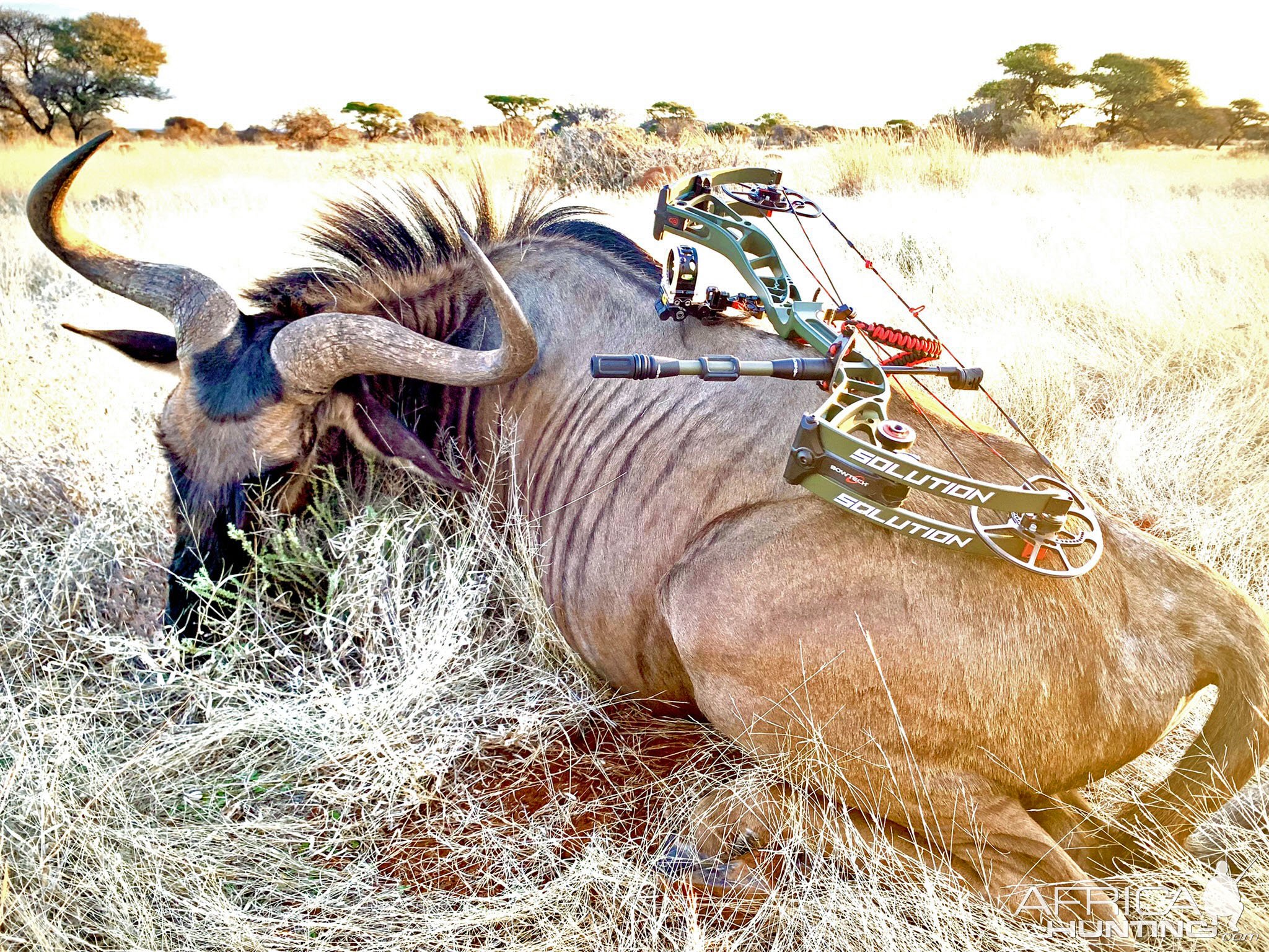 Blue Wildebeest Bull Bow Hunting South Africa