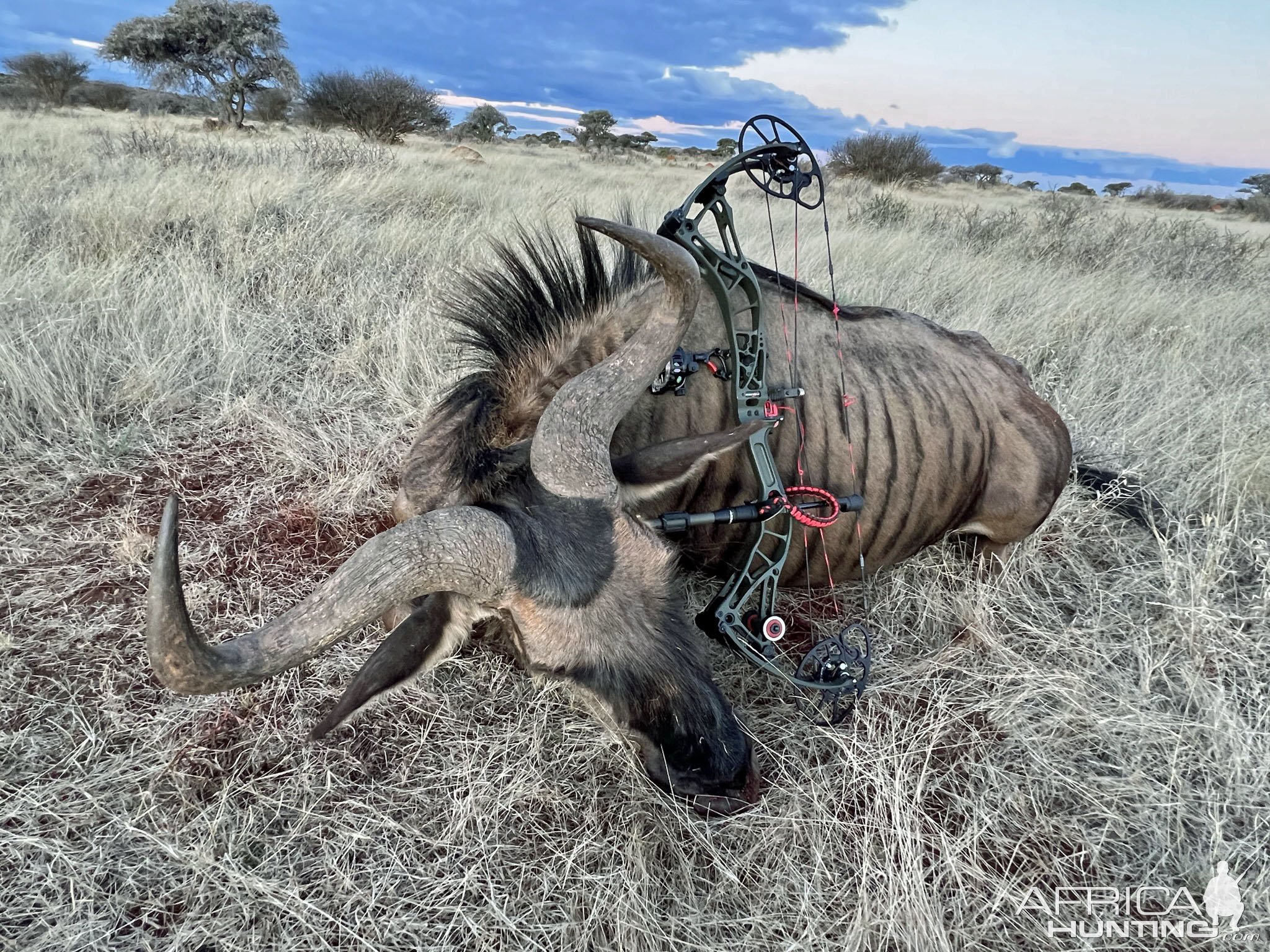 Blue Wildebeest Bull Bow Hunting South Africa