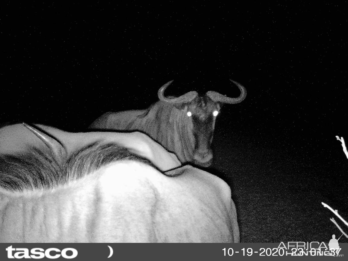 Blue Wildebeest Bull South Africa