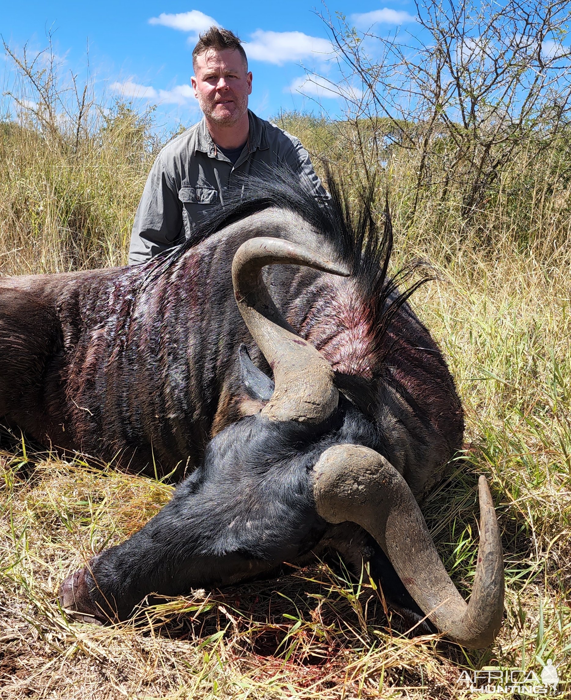 Blue Wildebeest Bull