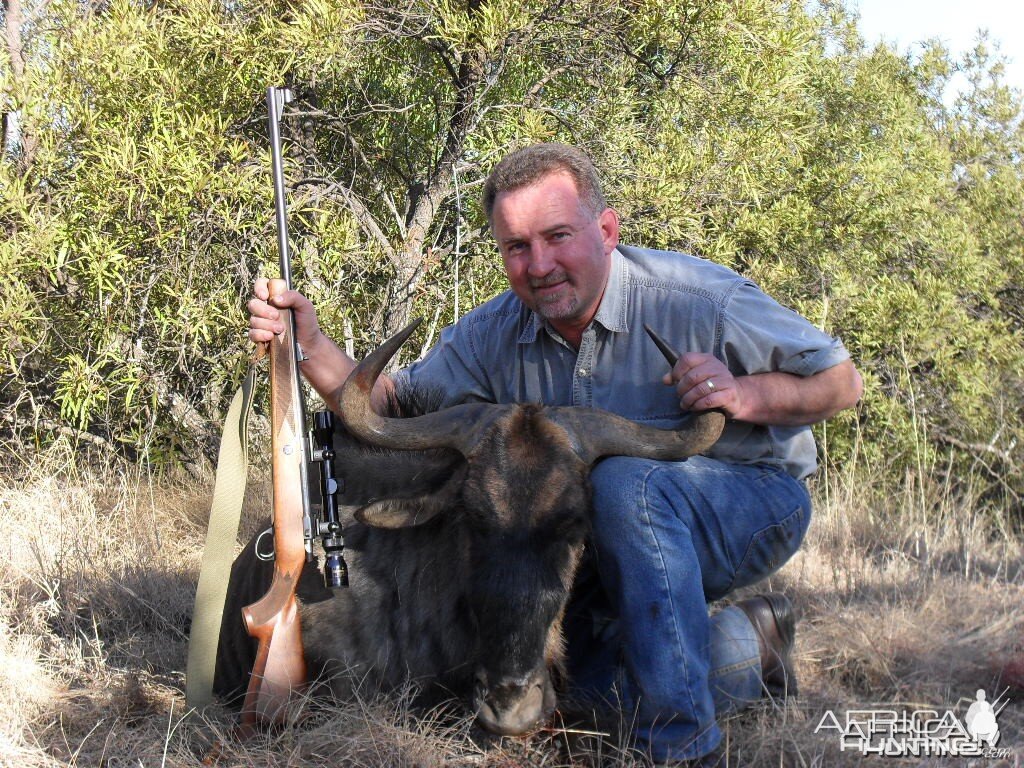 Blue Wildebeest - Bushwack Safaris