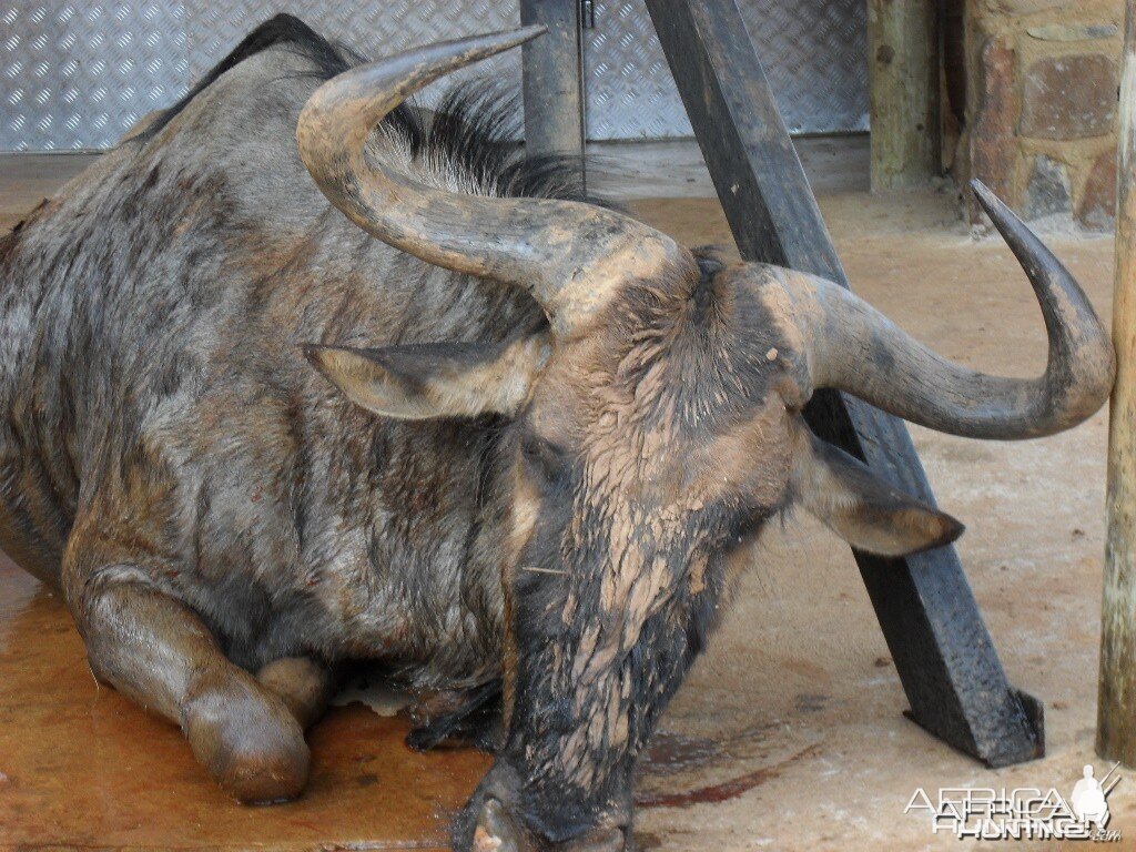 Blue Wildebeest - Bushwack Safaris