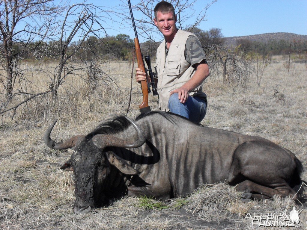 Blue Wildebeest - Bushwack Safaris