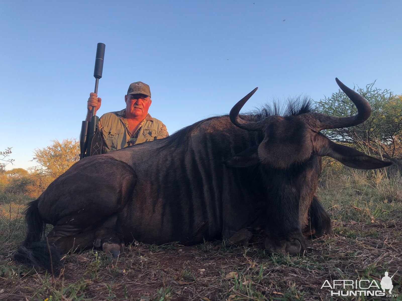 Blue Wildebeest Cow