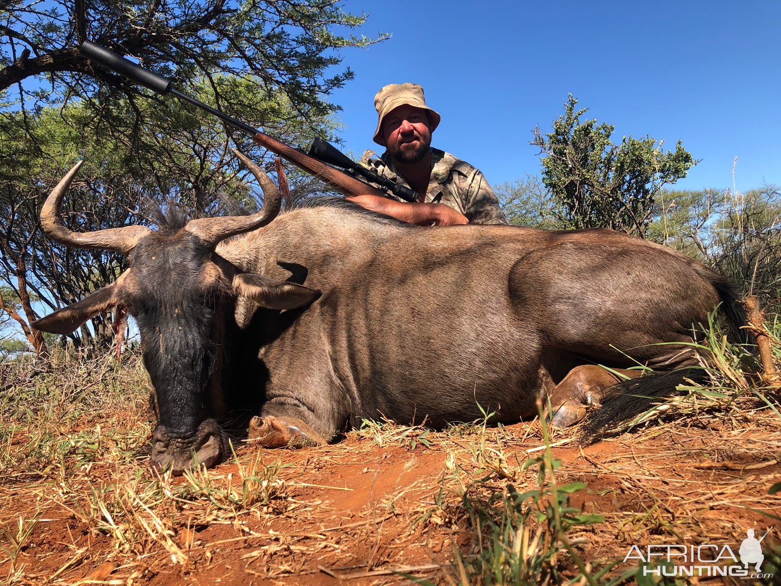 Blue Wildebeest Cow