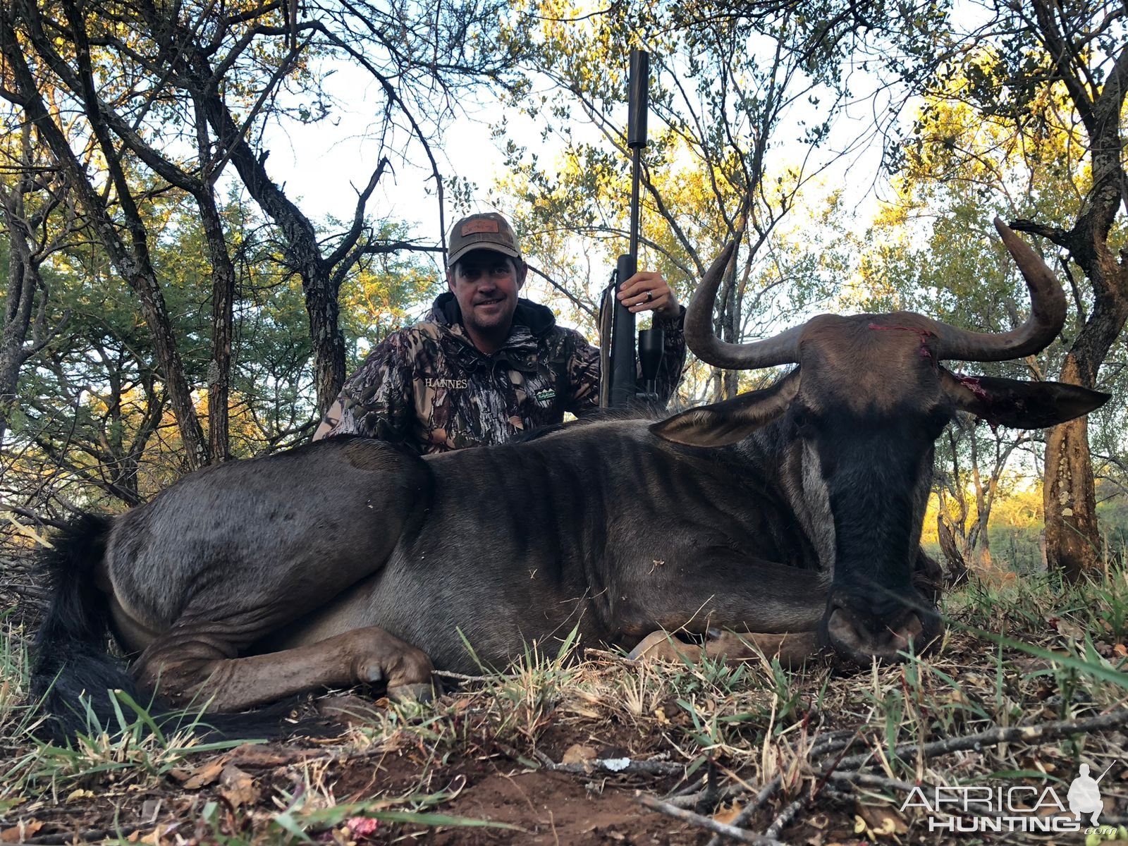 Blue Wildebeest Cow