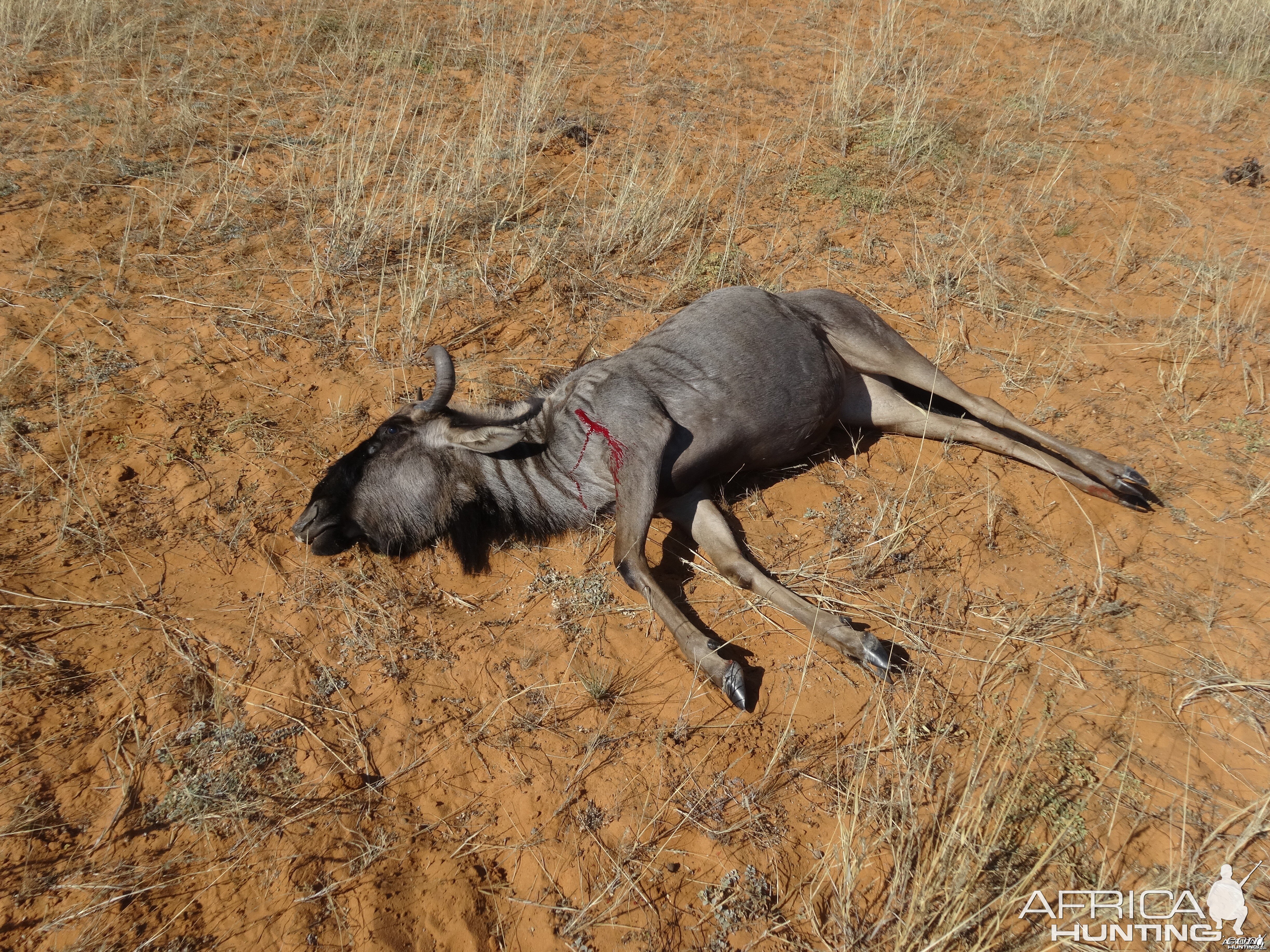 blue wildebeest cow