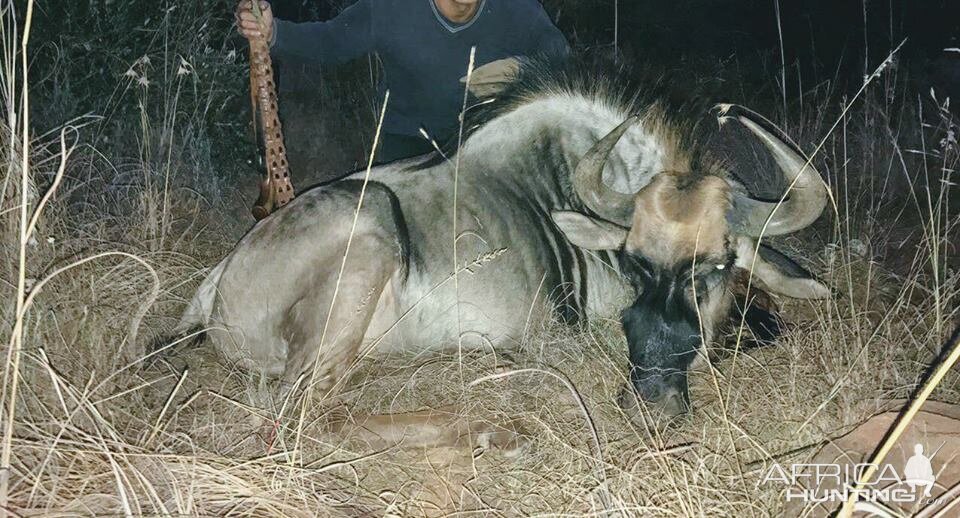 Blue Wildebeest Cull Hunting in South Africa