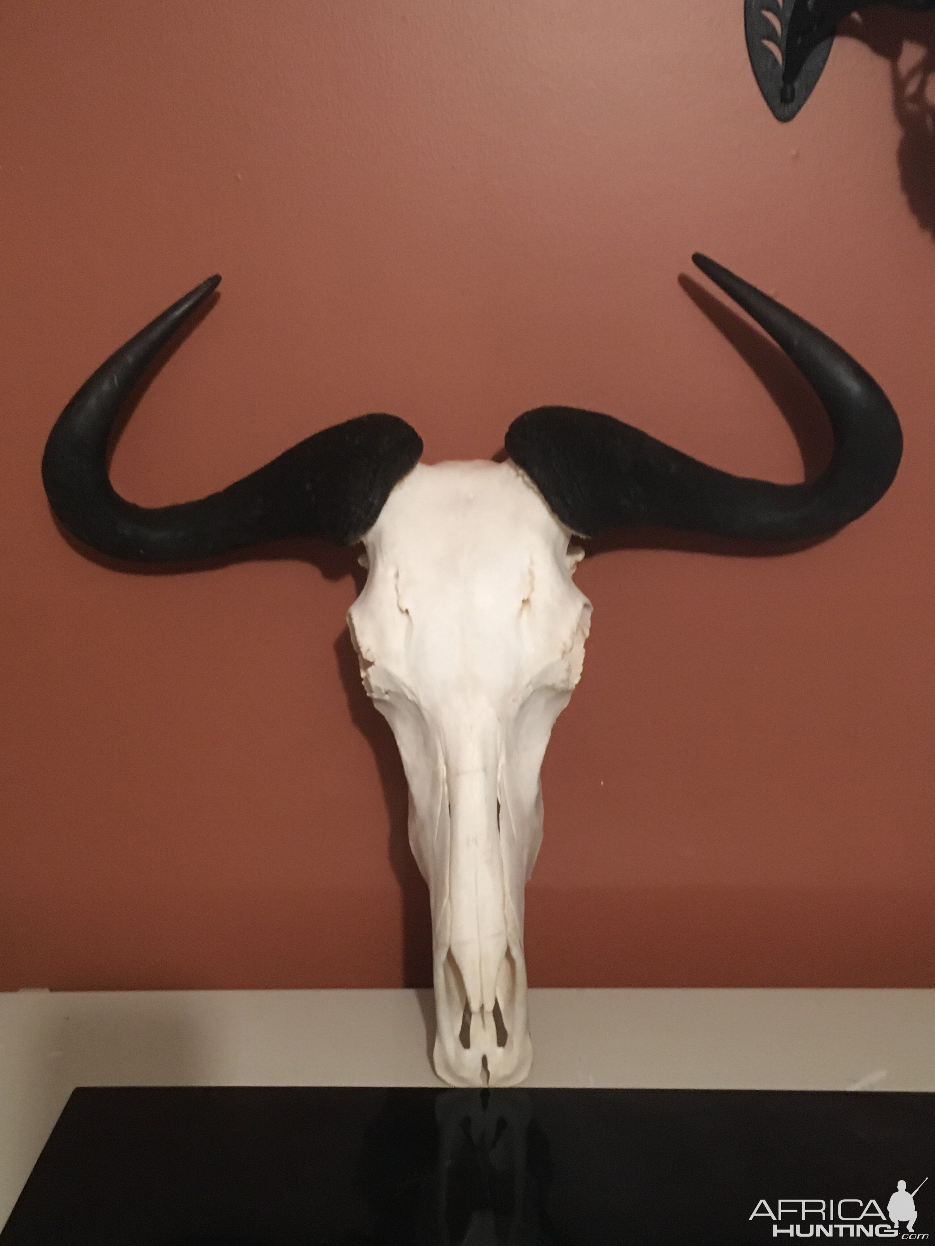 Blue Wildebeest European Skull Mount Taxidermy