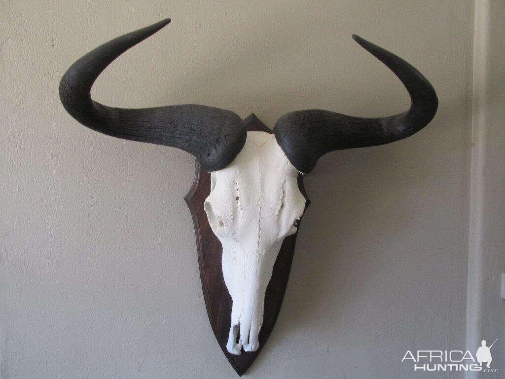 Blue Wildebeest European Skull Mount Taxidermy