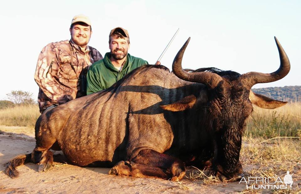 Blue Wildebeest Female Cull Hunting in South Africa