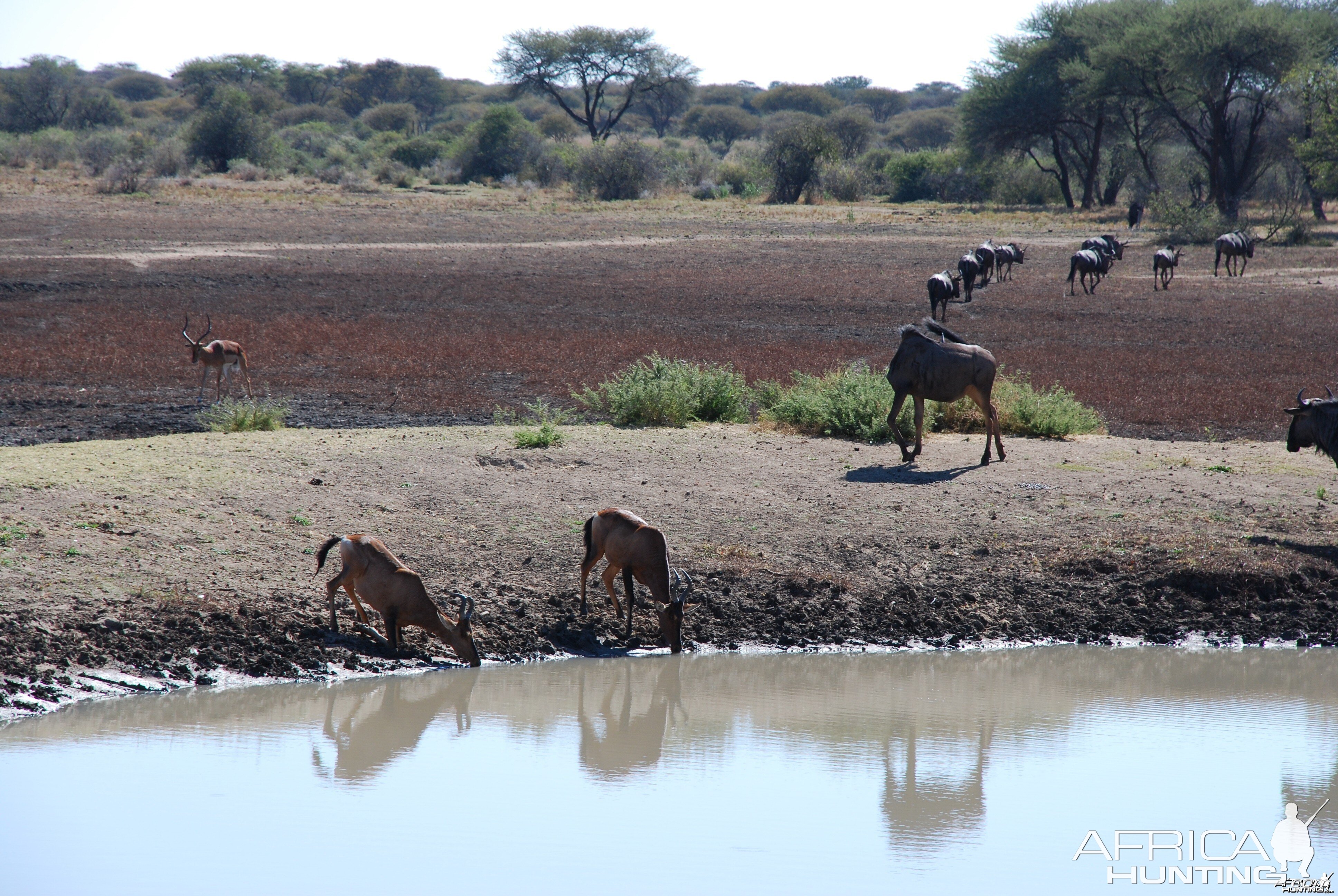 Blue Wildebeest, Hartebeest and Impala Namibia