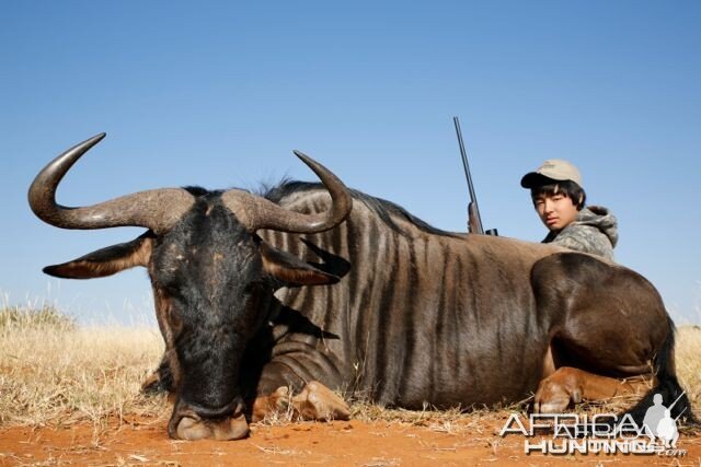 Blue Wildebeest Hartzview 2012