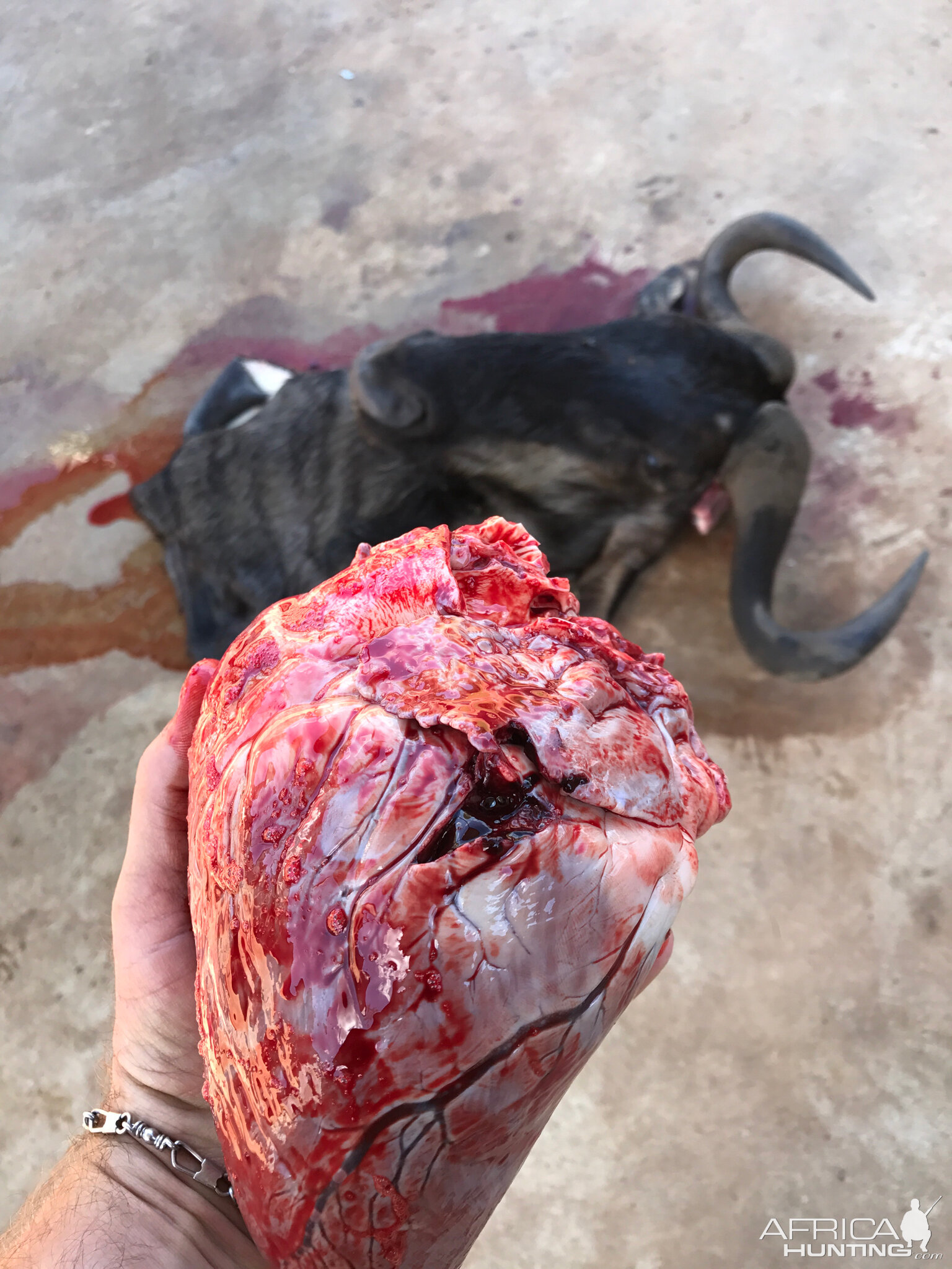 Blue Wildebeest Heart - Reverse angle bow shots