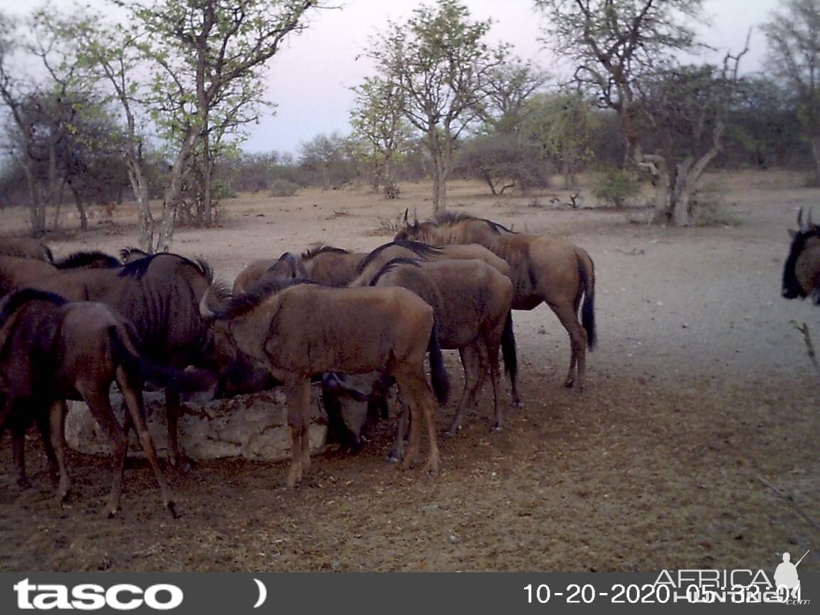 Blue Wildebeest herd South Africa