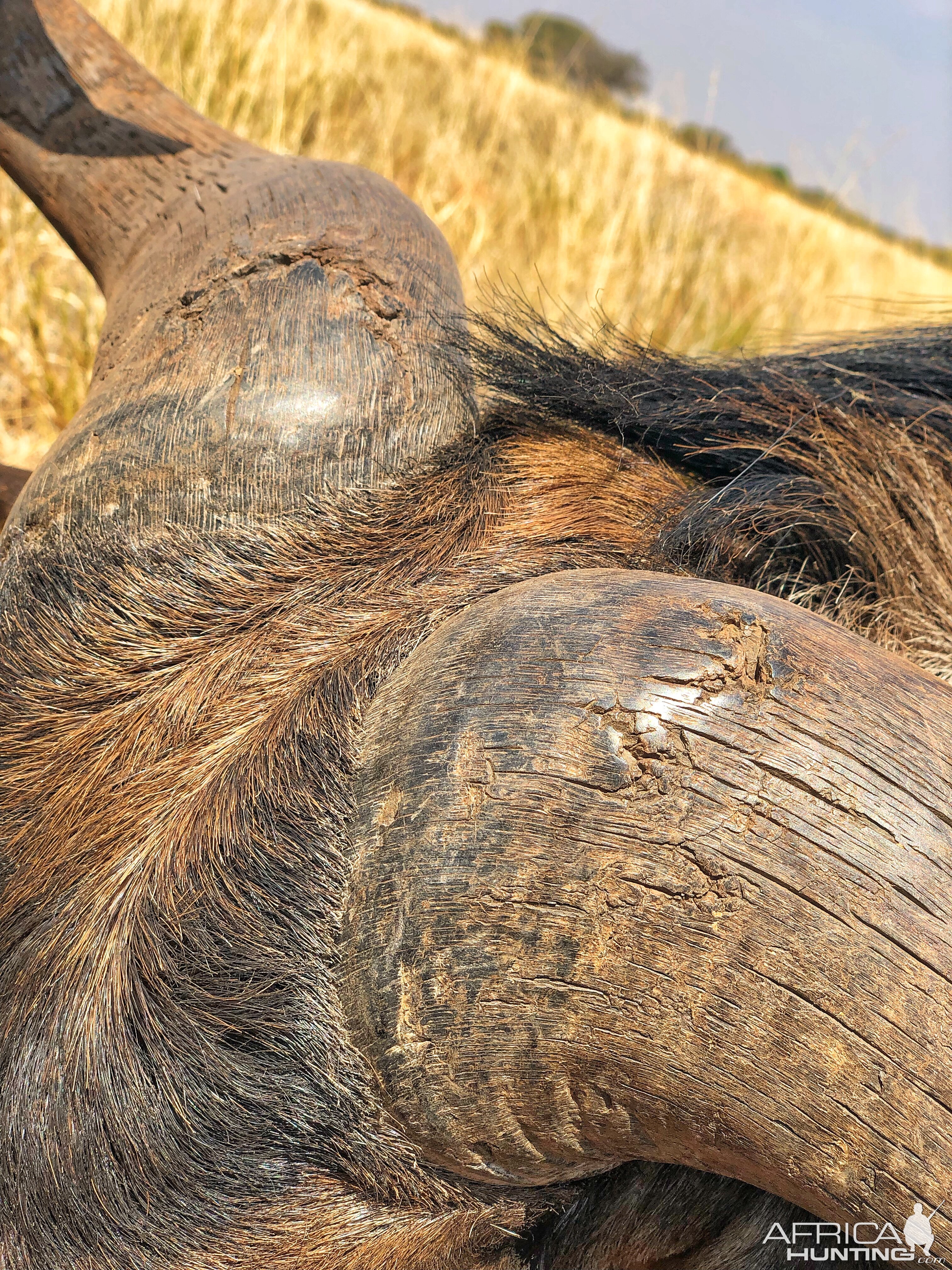 Blue Wildebeest horns