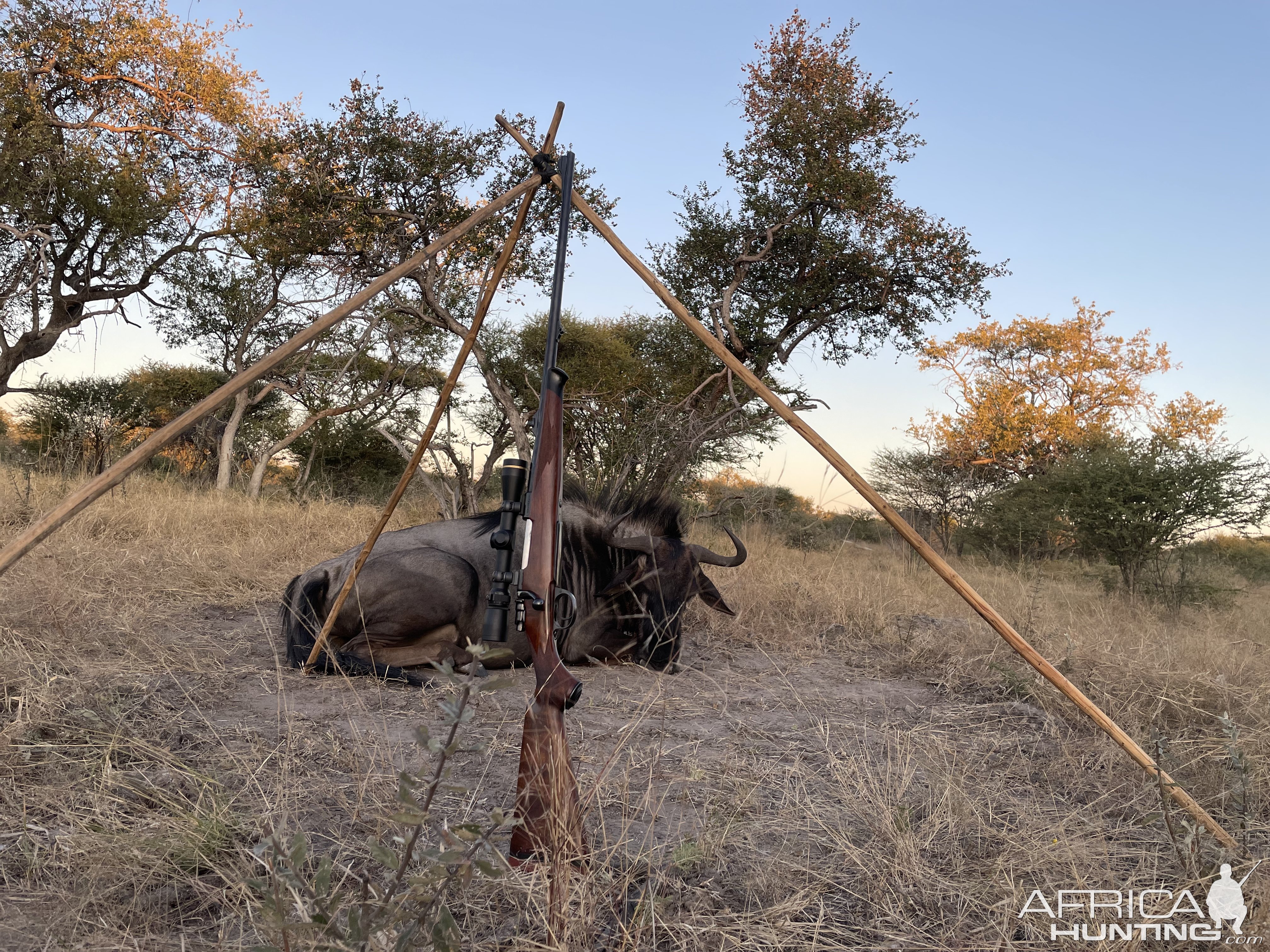 Blue Wildebeest Hunt Botswana