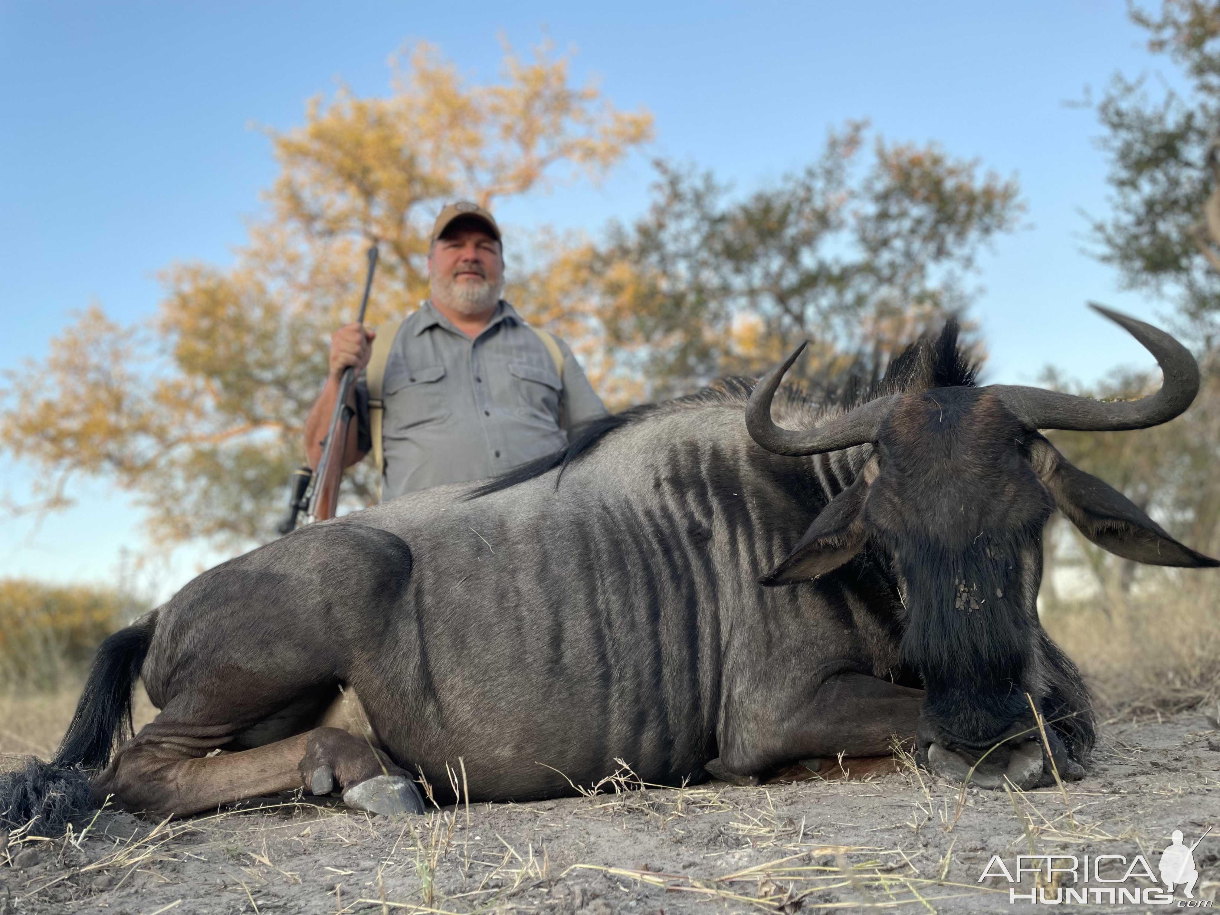 Blue Wildebeest Hunt Botswana