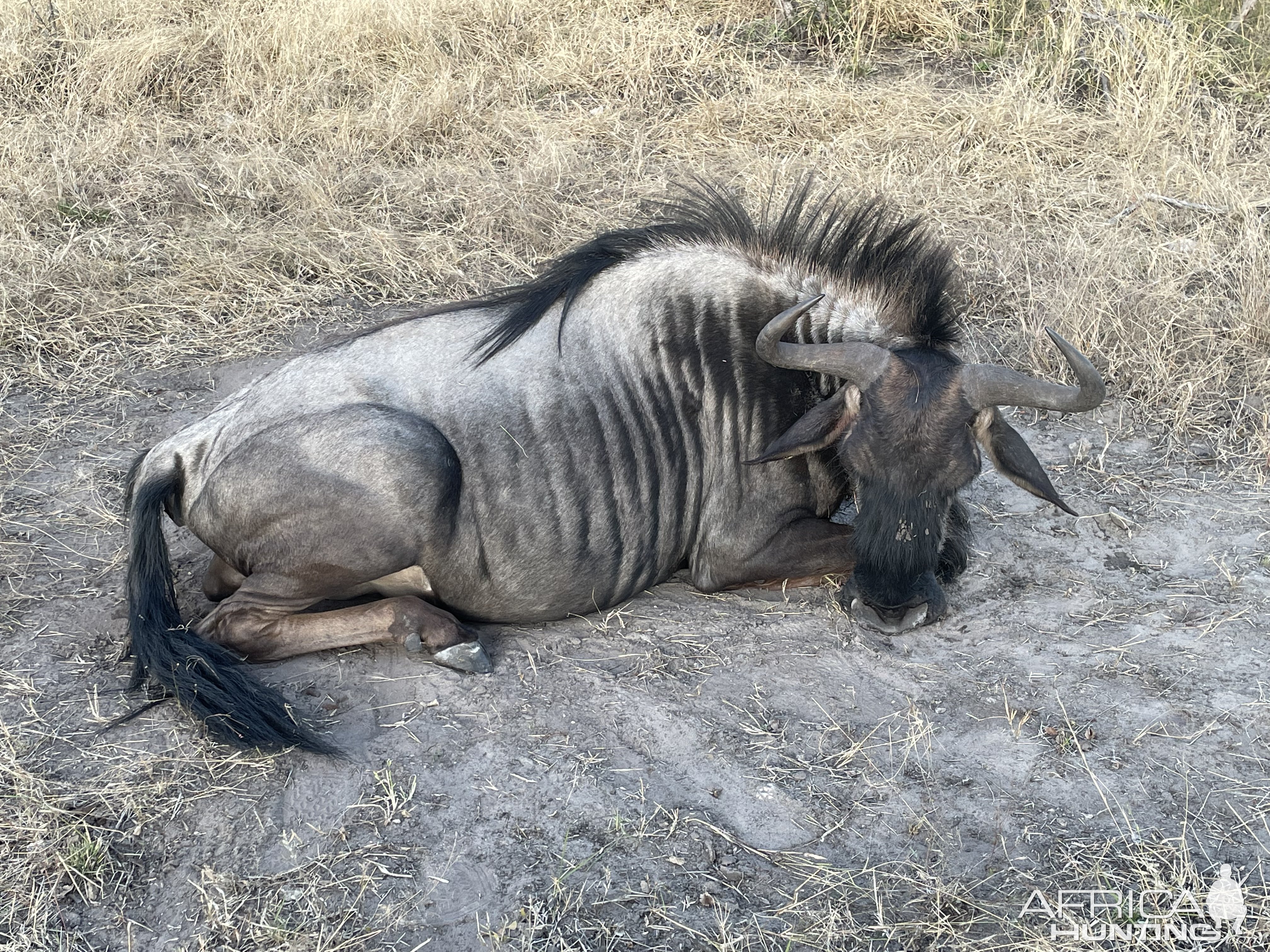 Blue Wildebeest Hunt Botswana