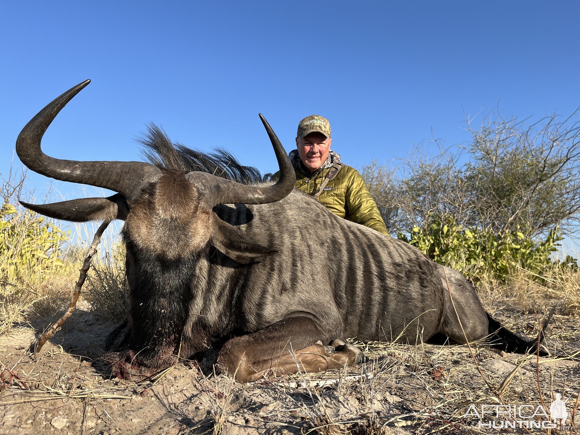 Blue Wildebeest Hunt Botswana