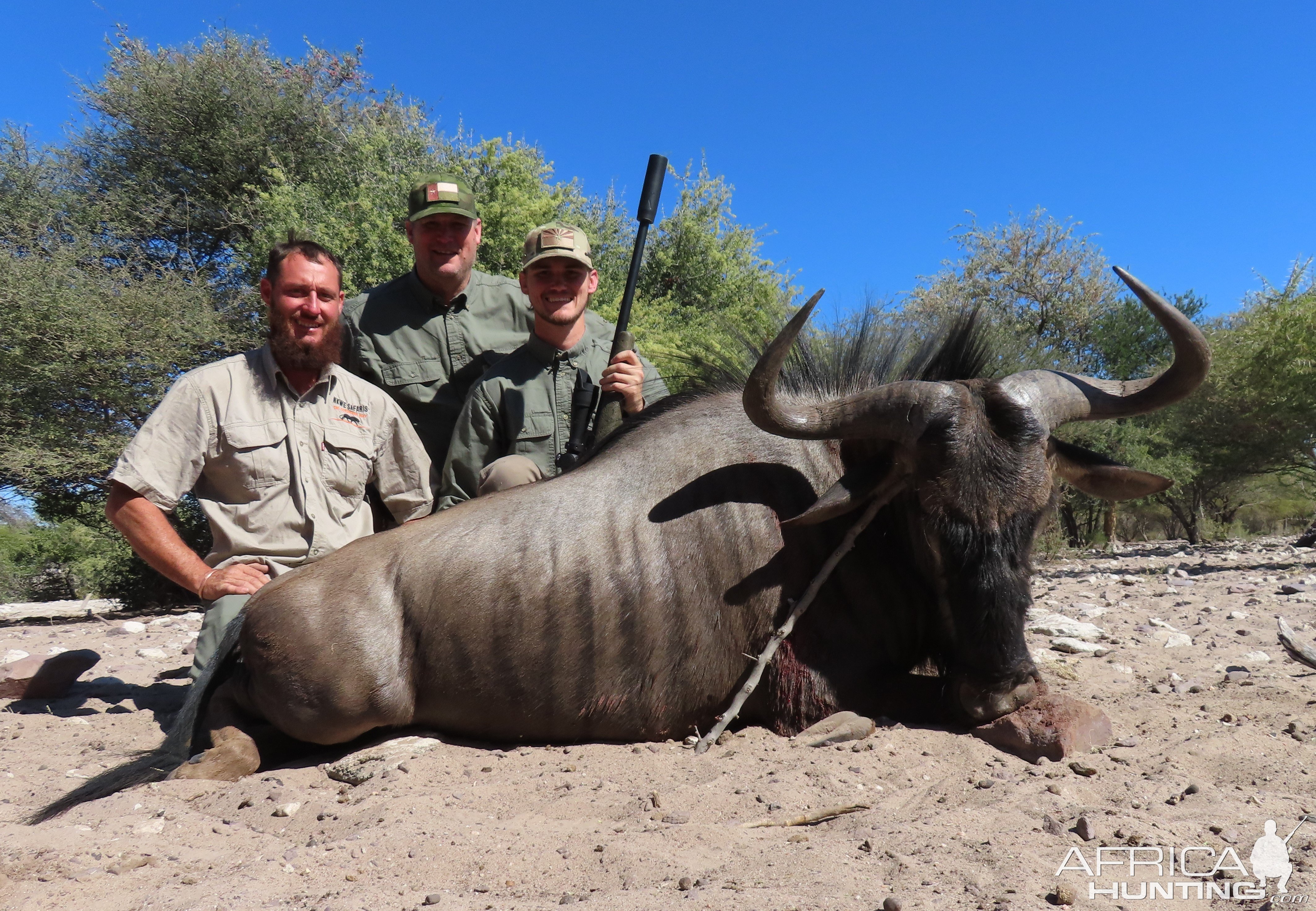 Blue Wildebeest Hunt Botswana