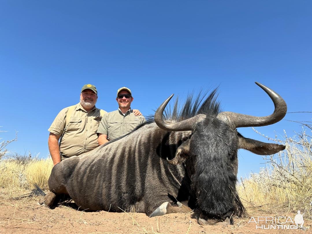 Blue Wildebeest Hunt Botswana