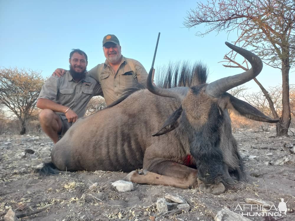 Blue Wildebeest Hunt Botswana