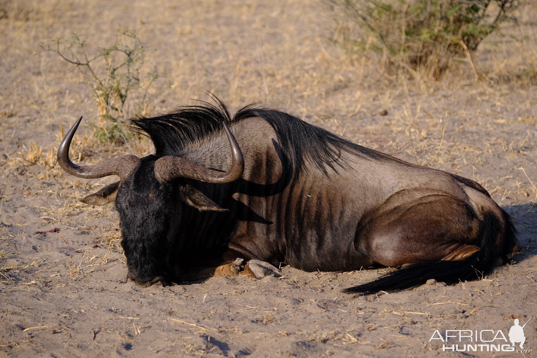 Blue Wildebeest Hunt Botswana