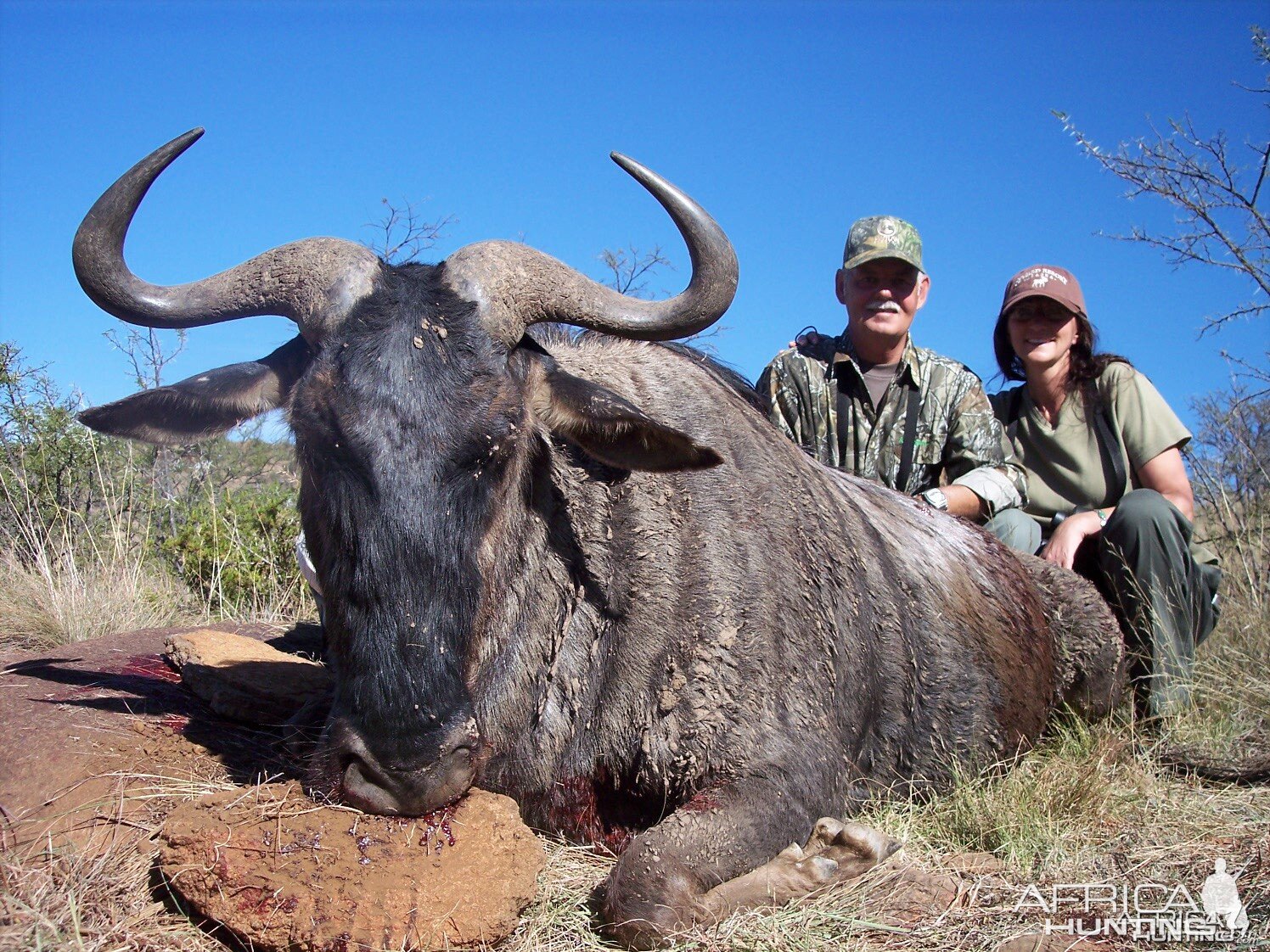 Blue Wildebeest Hunt East Cape South Africa