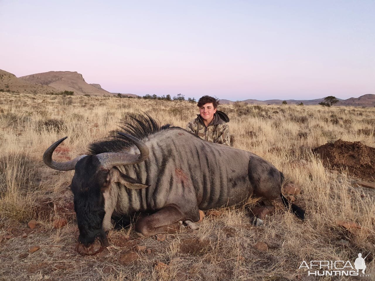 Blue Wildebeest Hunt Eastern Cape South Africa